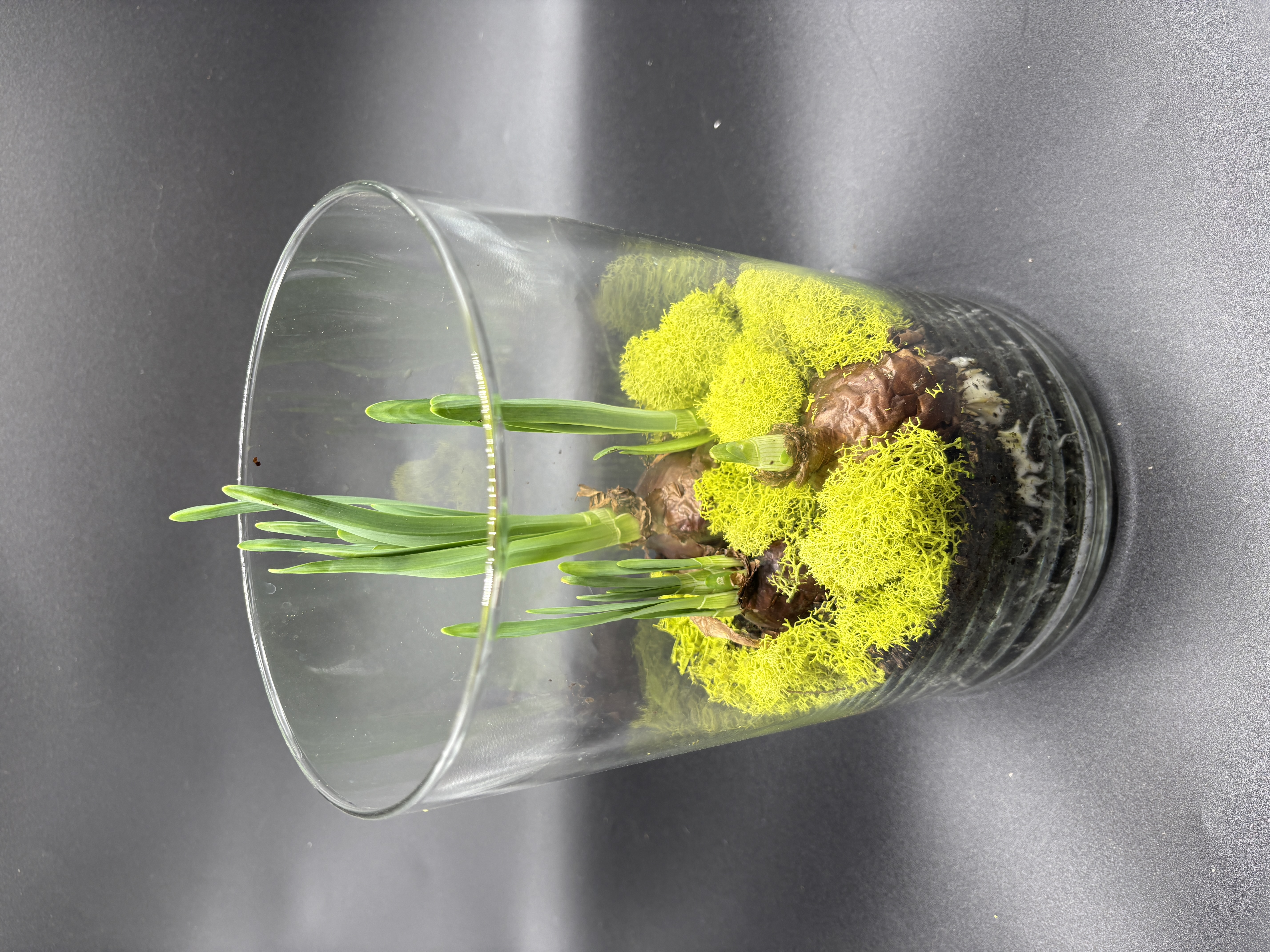 Potted Paperwhites - 4 bulb