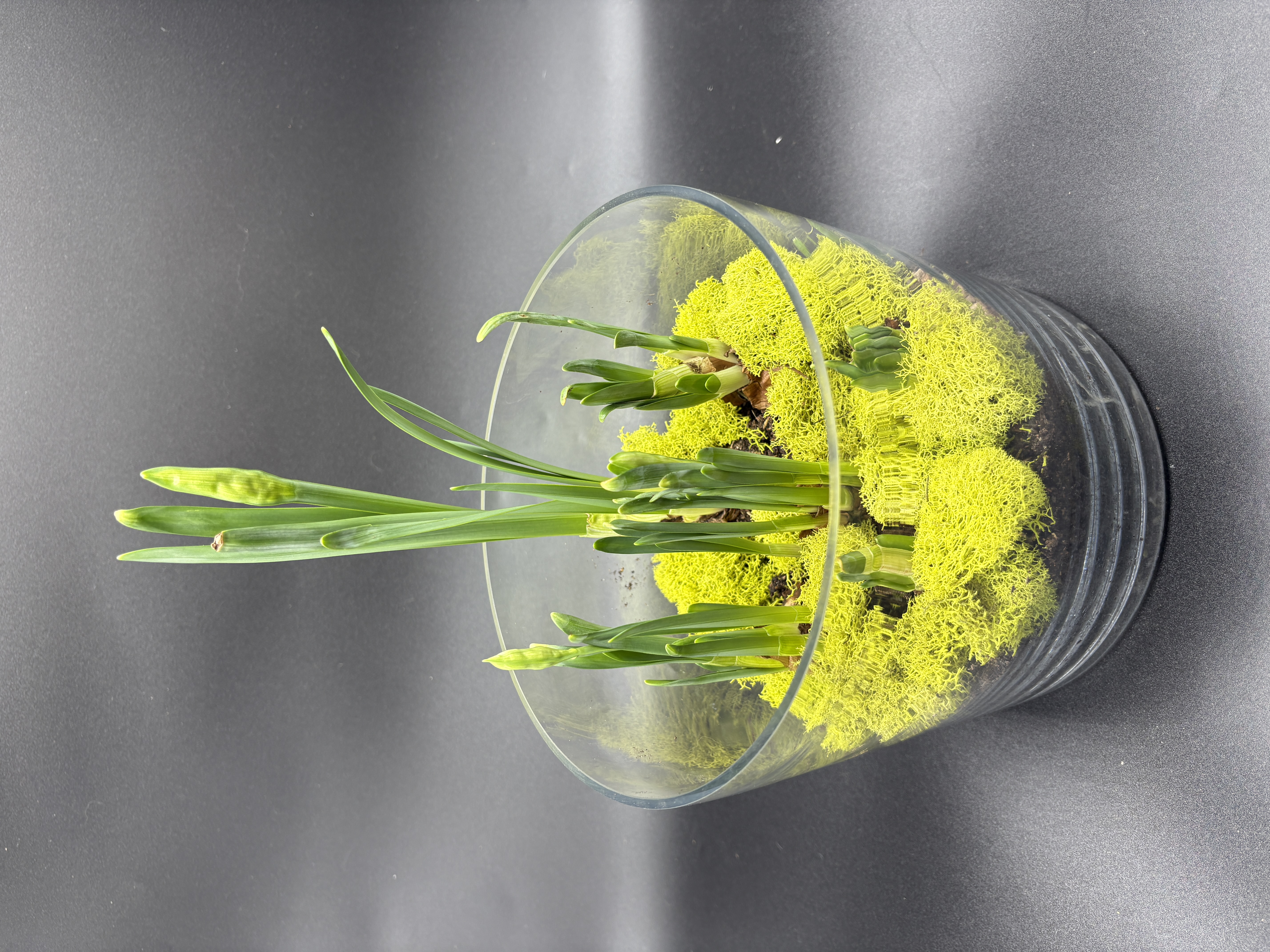 Potted Paperwhites - 6 bulb