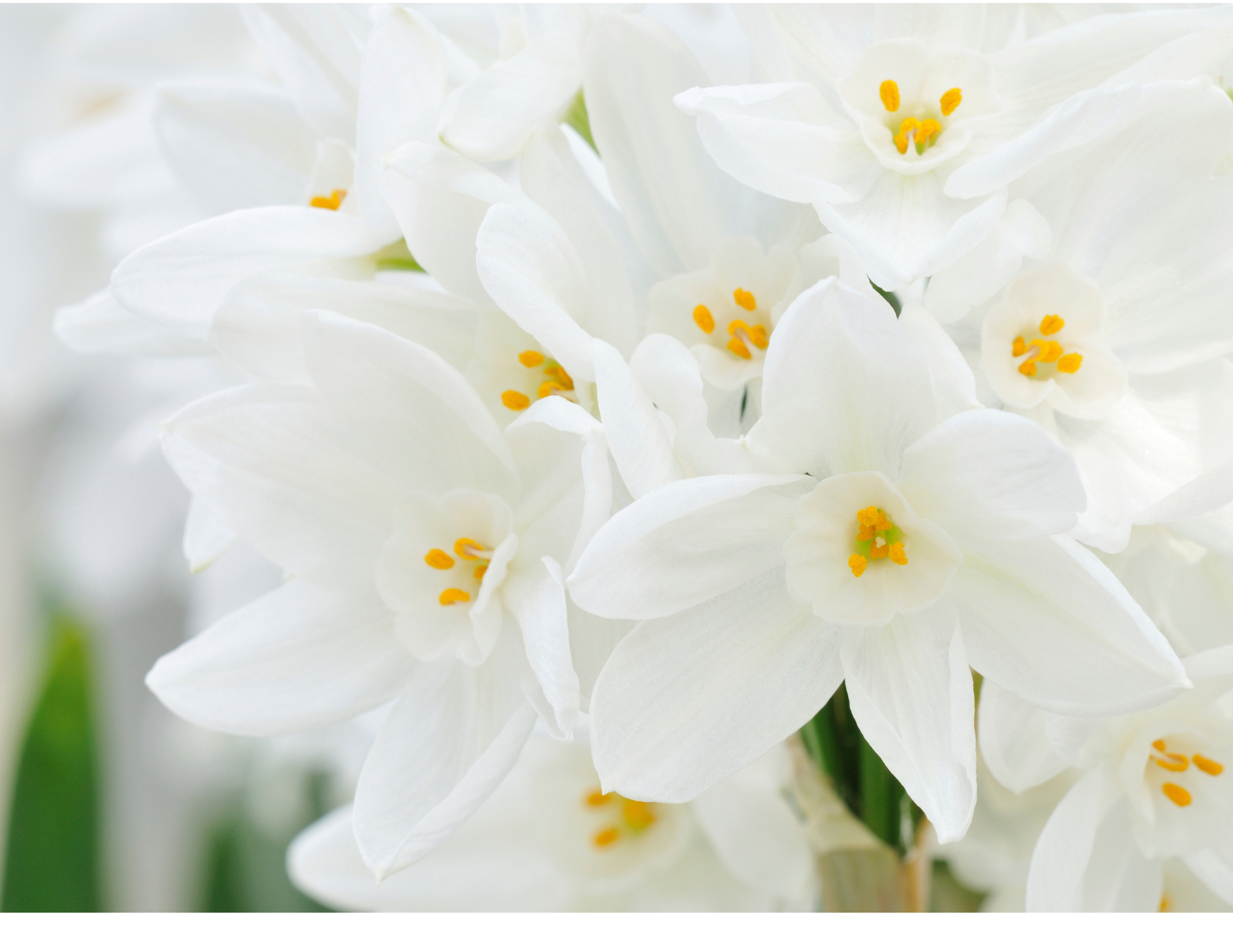 Potted Paperwhites - 1 bulb
