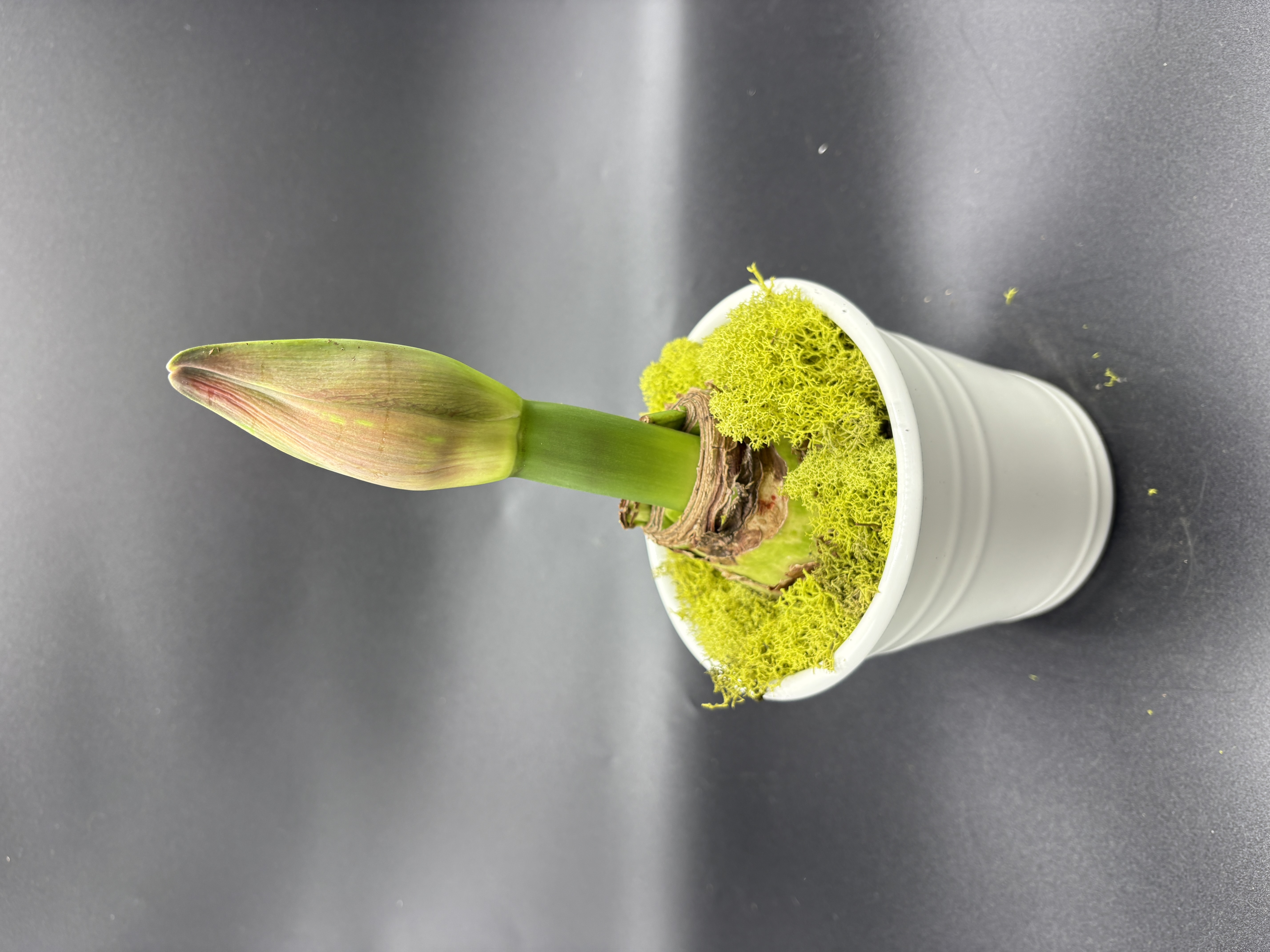 Potted Amaryllis - 'Pink Bolero"