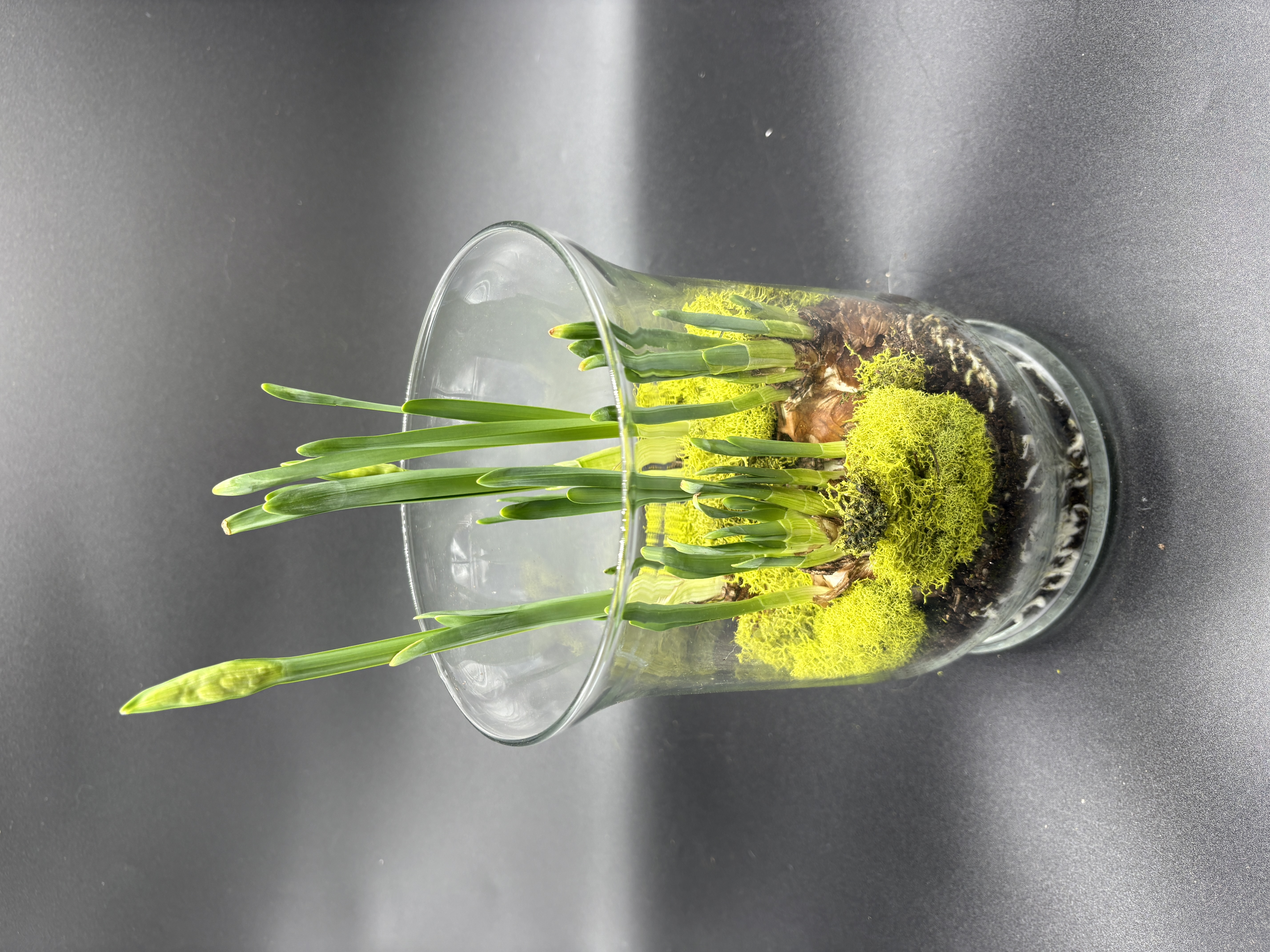 Potted Paperwhites - 4 bulb