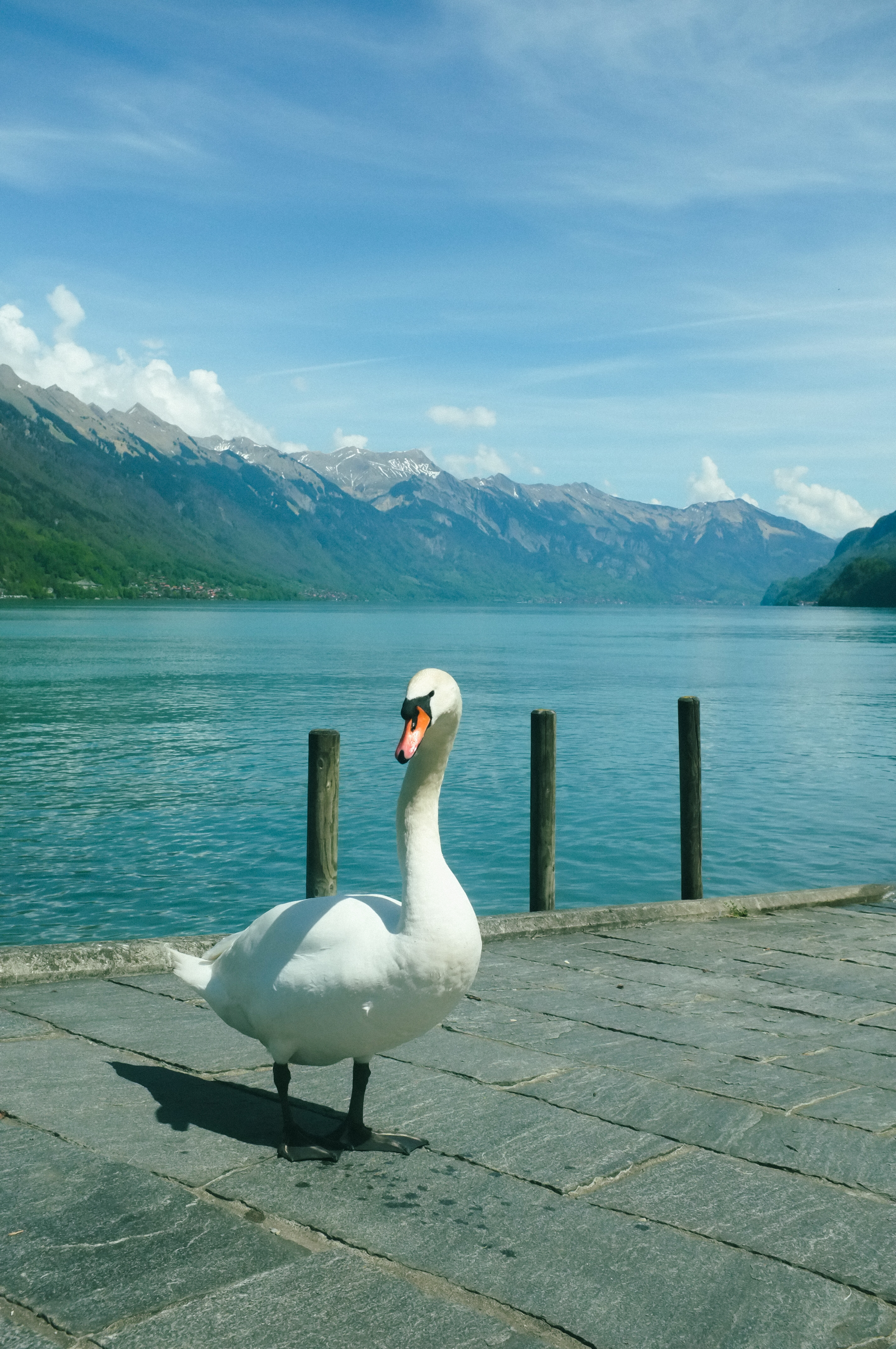 Swan in Switzerland 