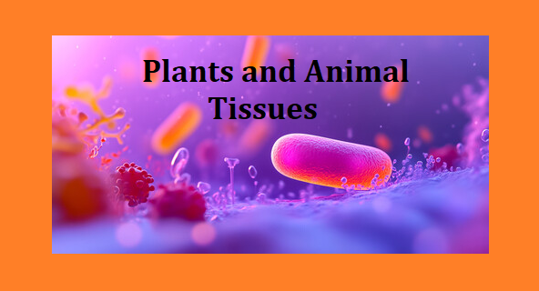 Class 9 Biology Lesson Plan - Types of Plant and Animal Tissues