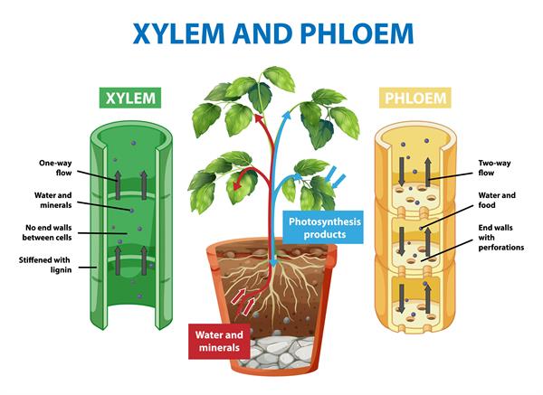 Biology Class 8 Lesson Plan - Transport of Food and Minerals in Plants