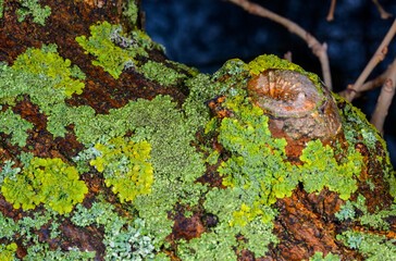 Biology Concept - Lichens, Viruses and Viroids