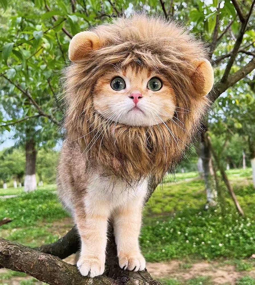 Lion Mane Costume for Cats