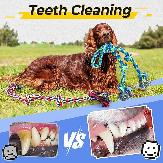 Dog chewing rope