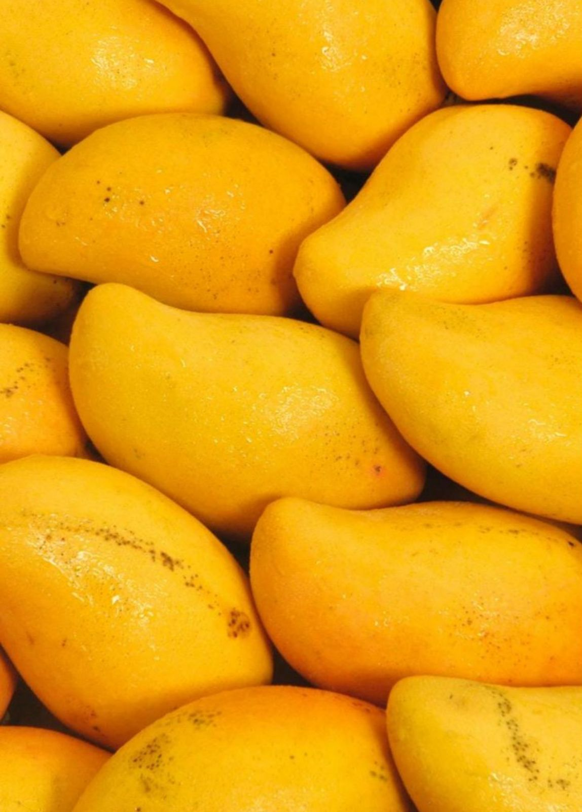 Fresh Yellow Mangoes