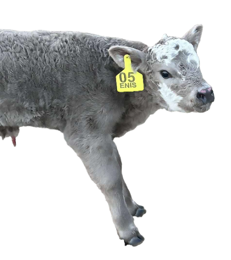 Custom Cattle tags
