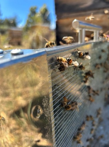 Apitoxin Traps - Trampa Apitoxina