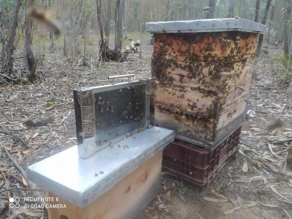 Apitoxin Traps - Trampa Apitoxina