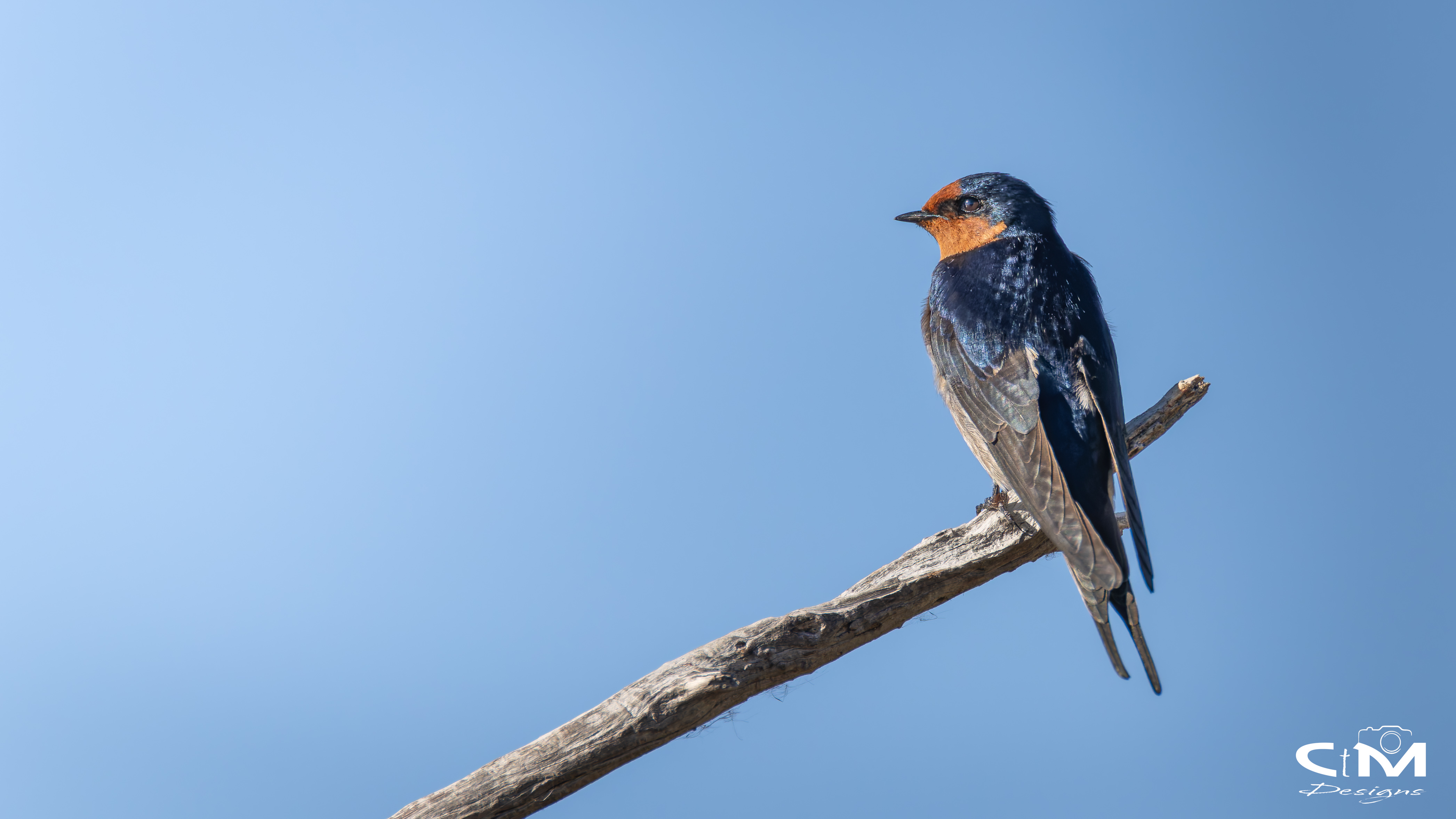 Photograph of a Barn Swallow