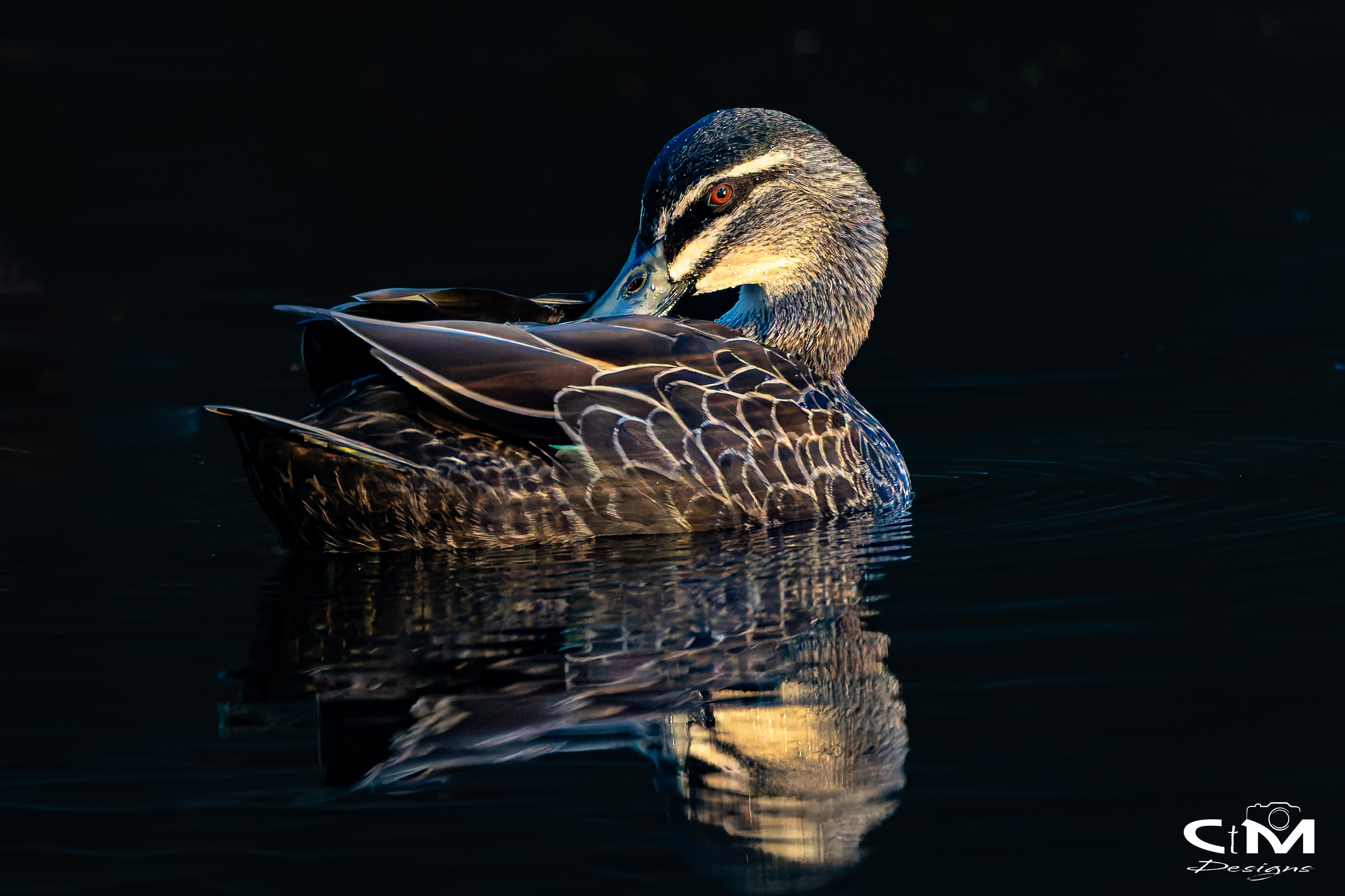 Photograph of a Duck