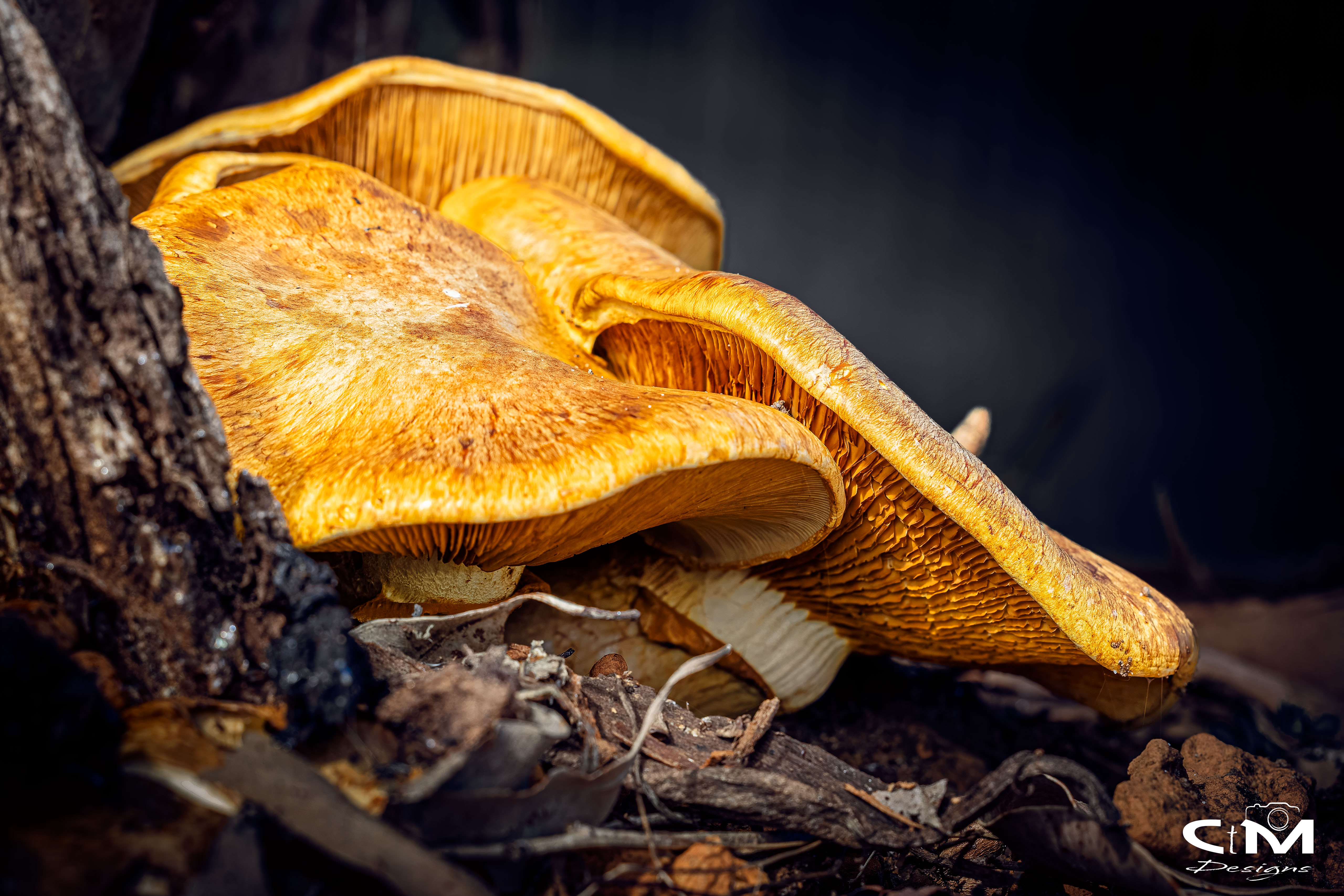 Wild Mushrooms