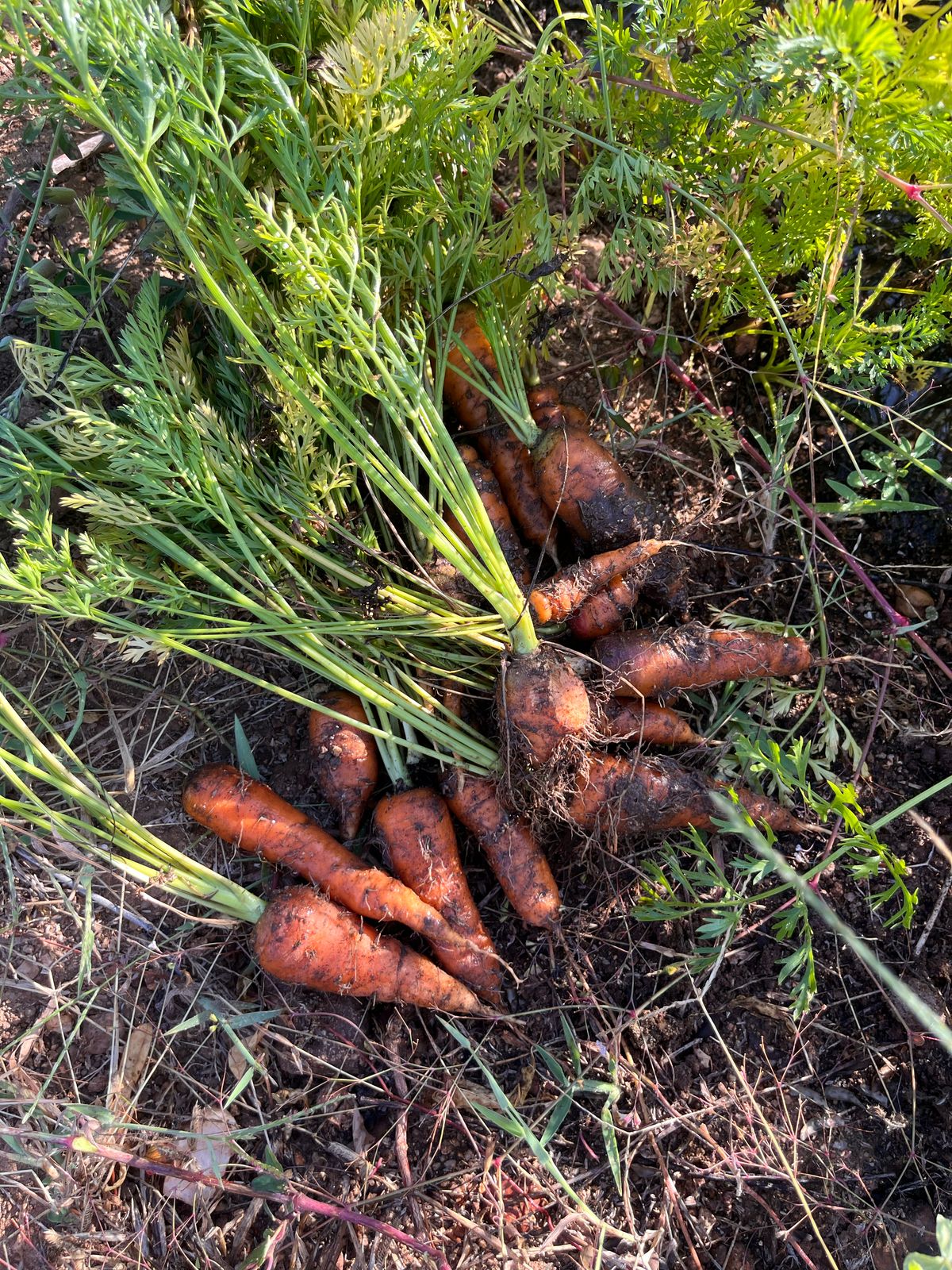 Fresh Organic Carrots / Zanahorias organicas