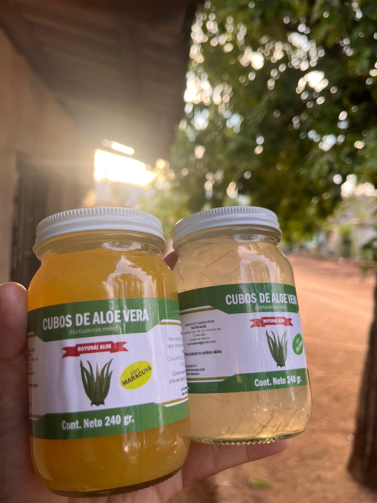 Aloe Vera Cubes / Cubos de Aloe Vera