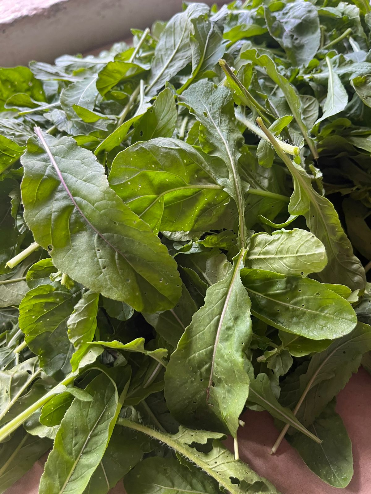 Fresh Arugula Leaves
