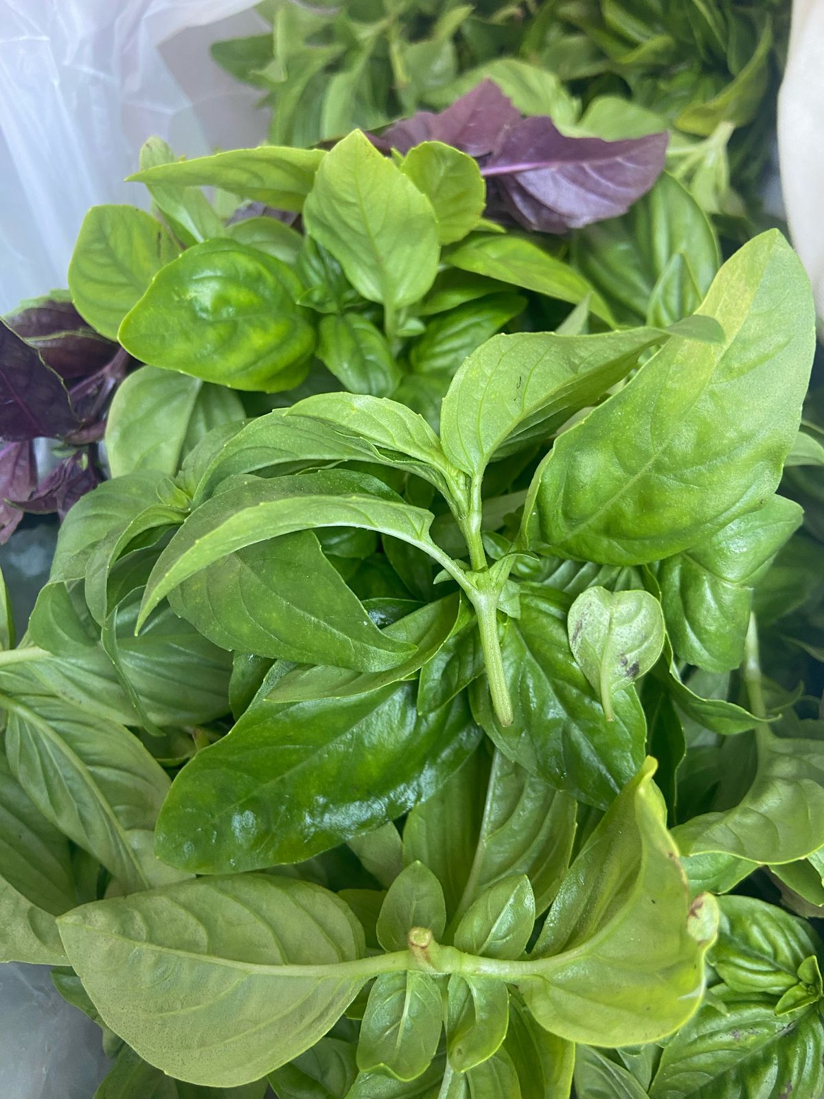 Fresh Basil Leaves 50gr