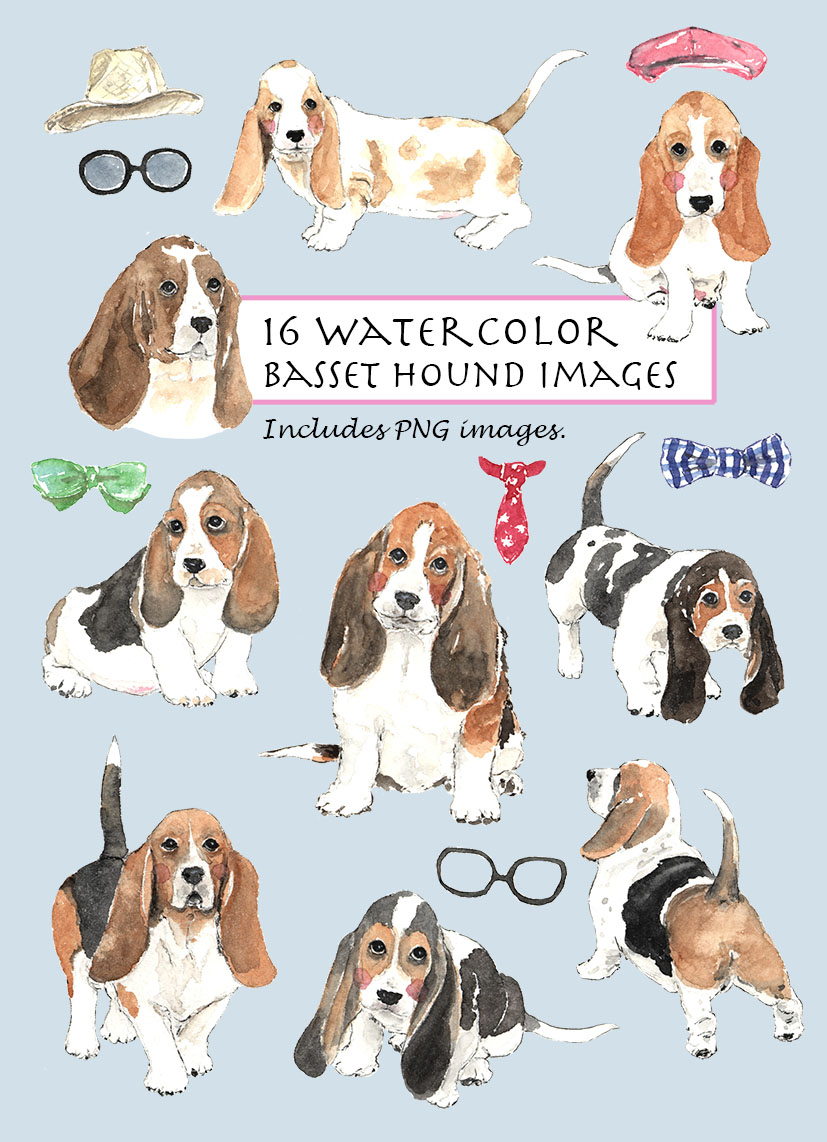 Watercolor Basset Hound Digital Clipart