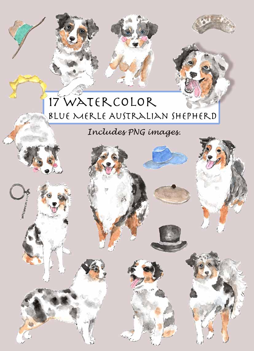 Blue Merle Australian Shepherd Digital Clipart
