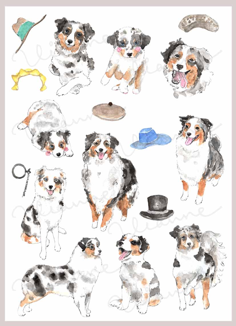 Blue Merle Australian Shepherd Digital Clipart