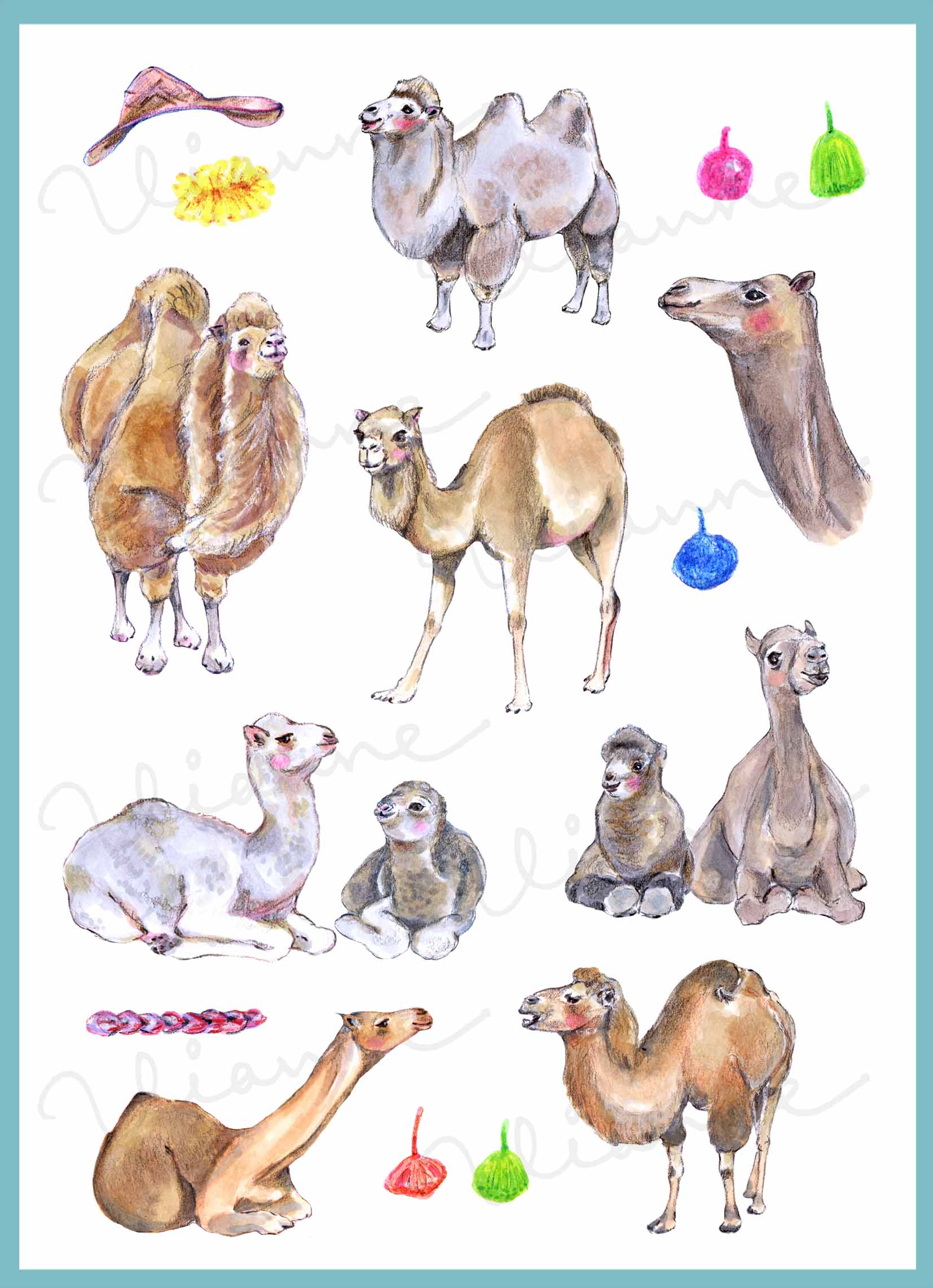 Camels Clipart