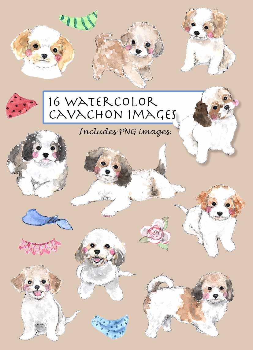 Cavachon Clipart