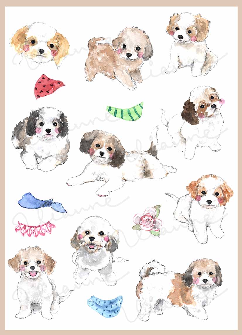 Cavachon Clipart