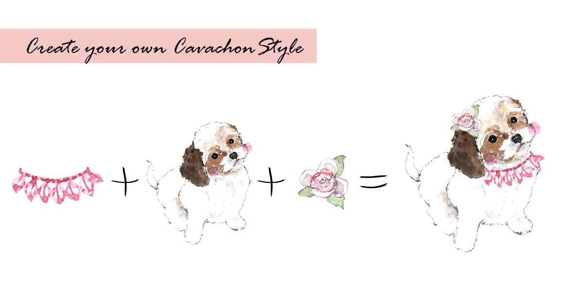 Cavachon Clipart