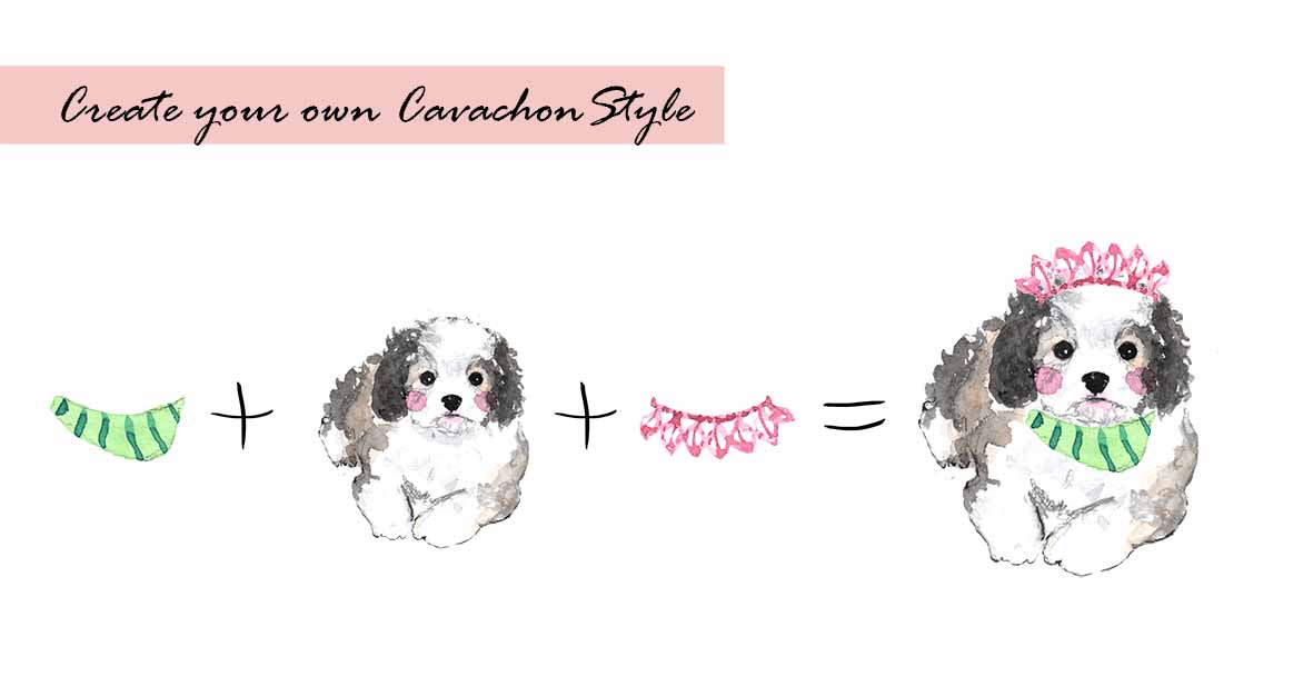 Cavachon Clipart