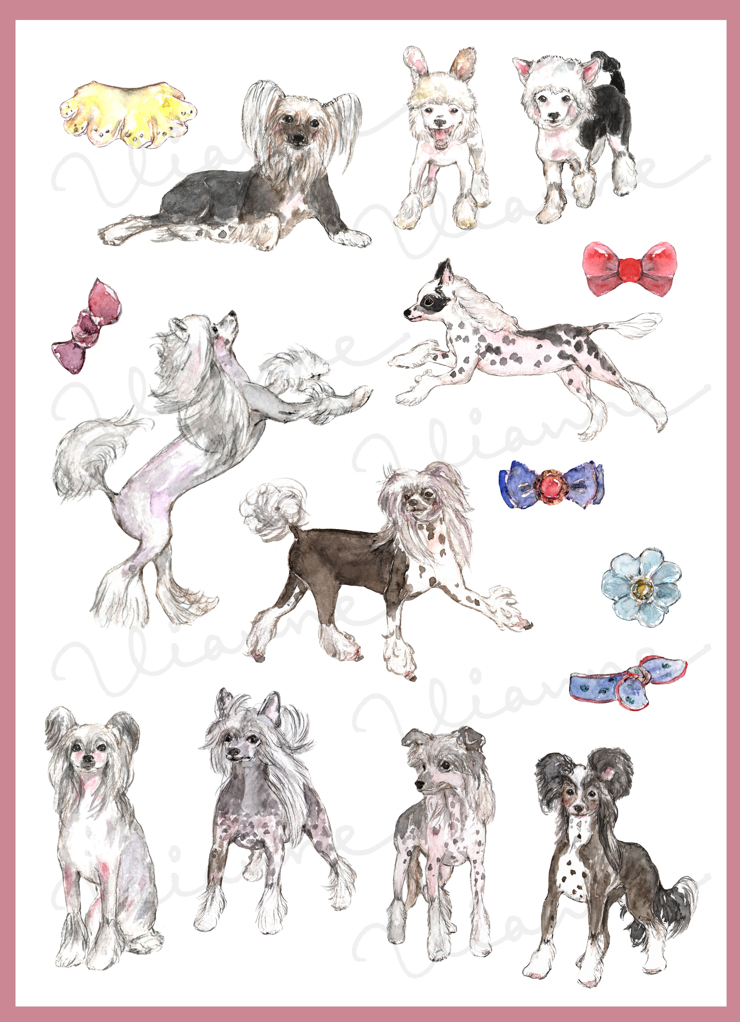 Chinese Crested Clipart
