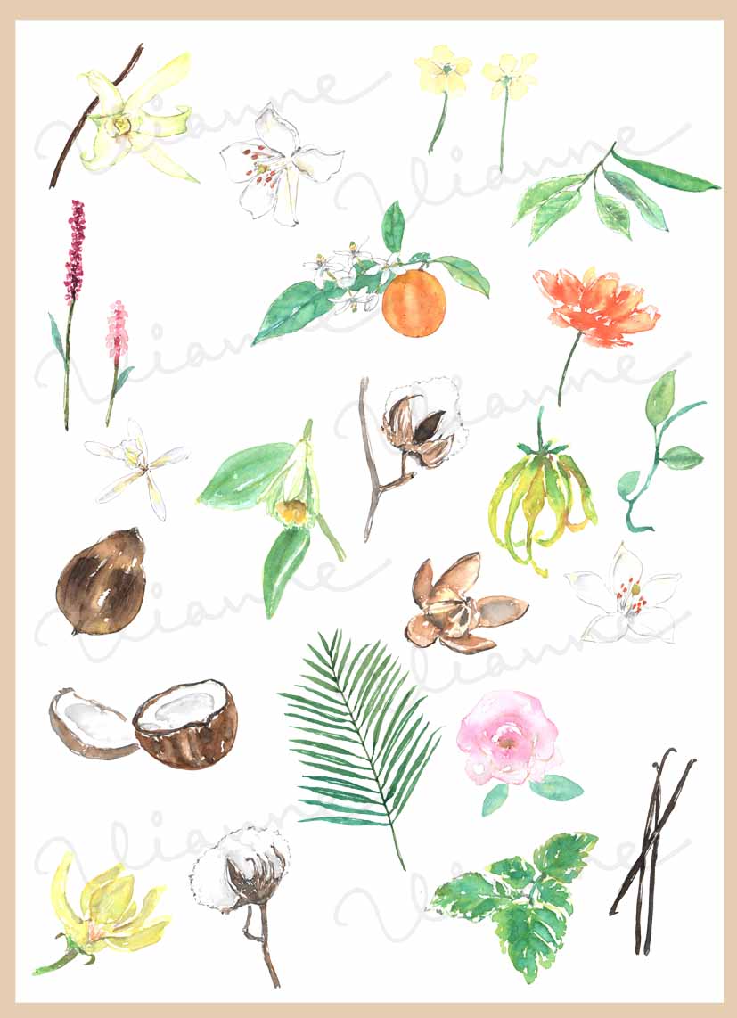 Fragrance Clipart