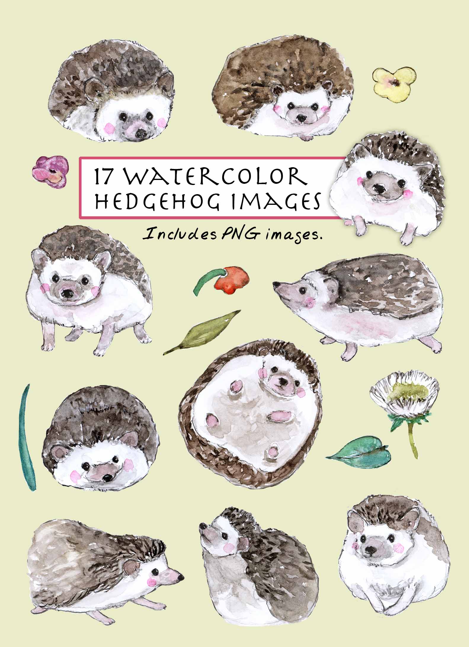 Hedgehog Clipart