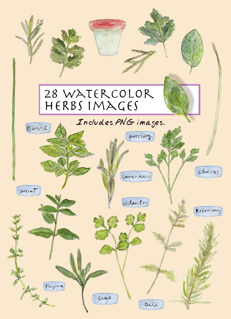 Herbs Clipart