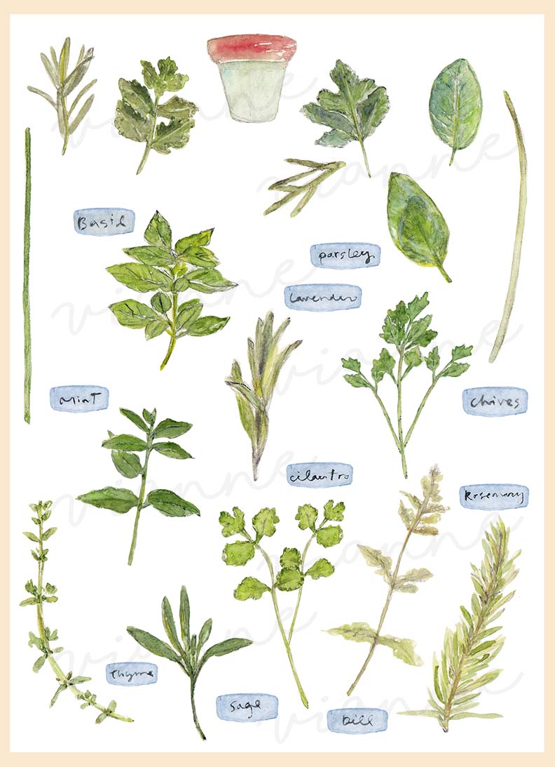 Herbs Clipart
