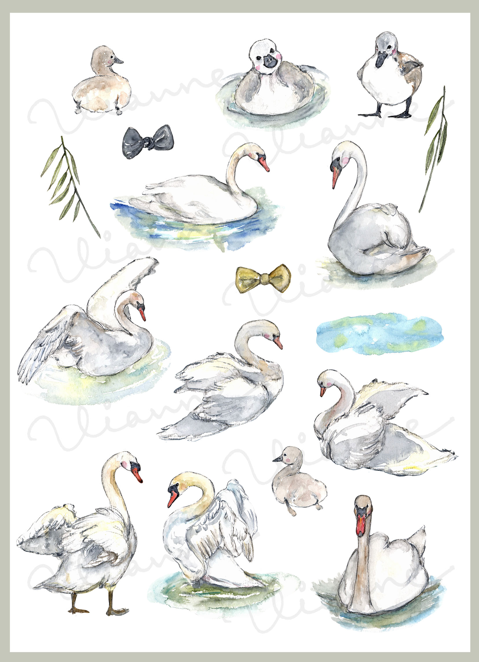 Swans Clipart Set