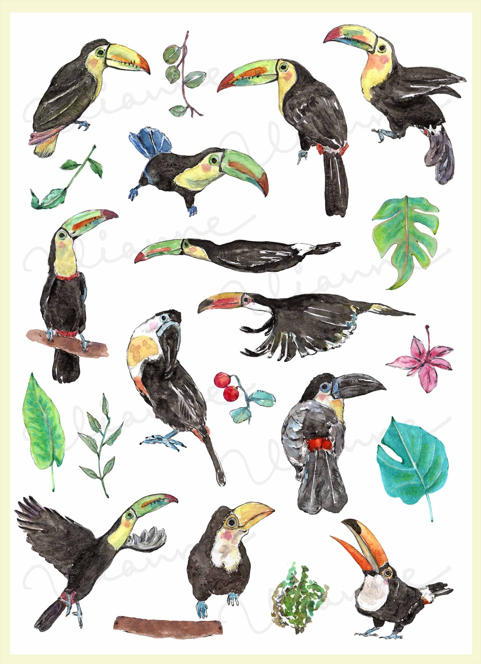 Toucan Bird Clipart Set