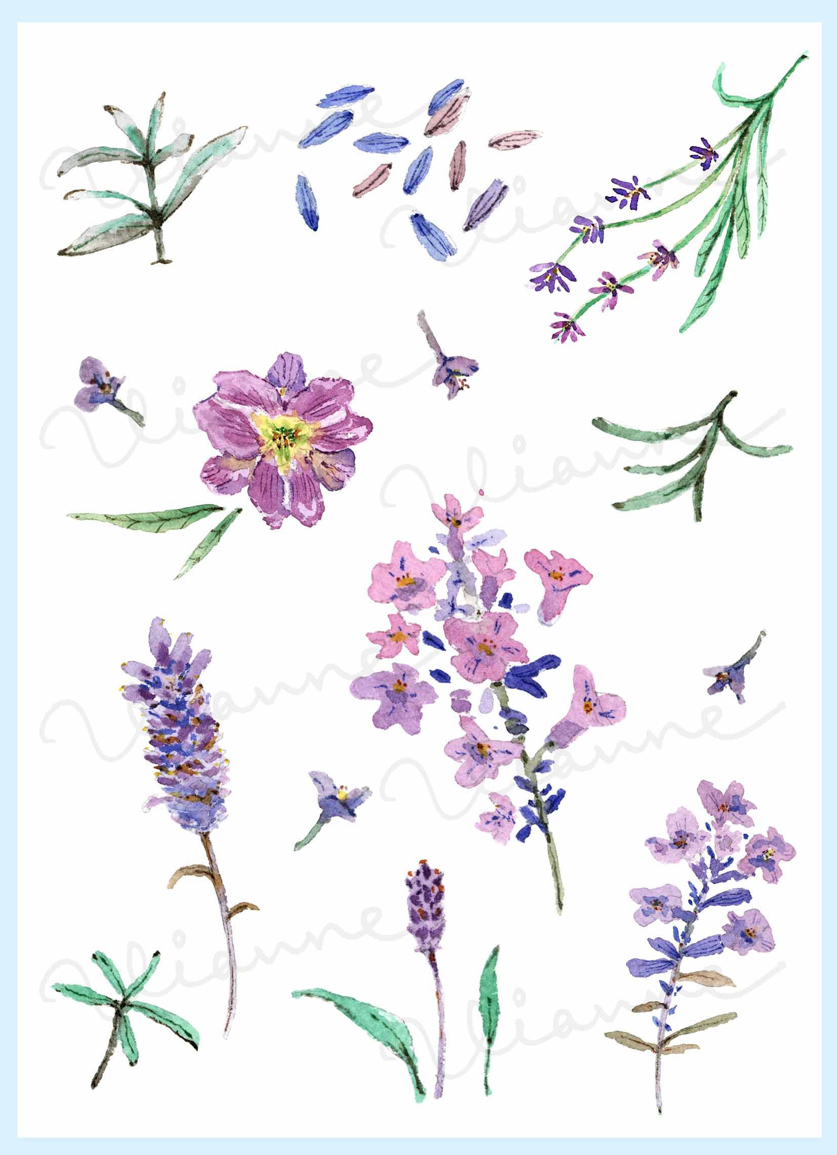 Lavender Clipart Set