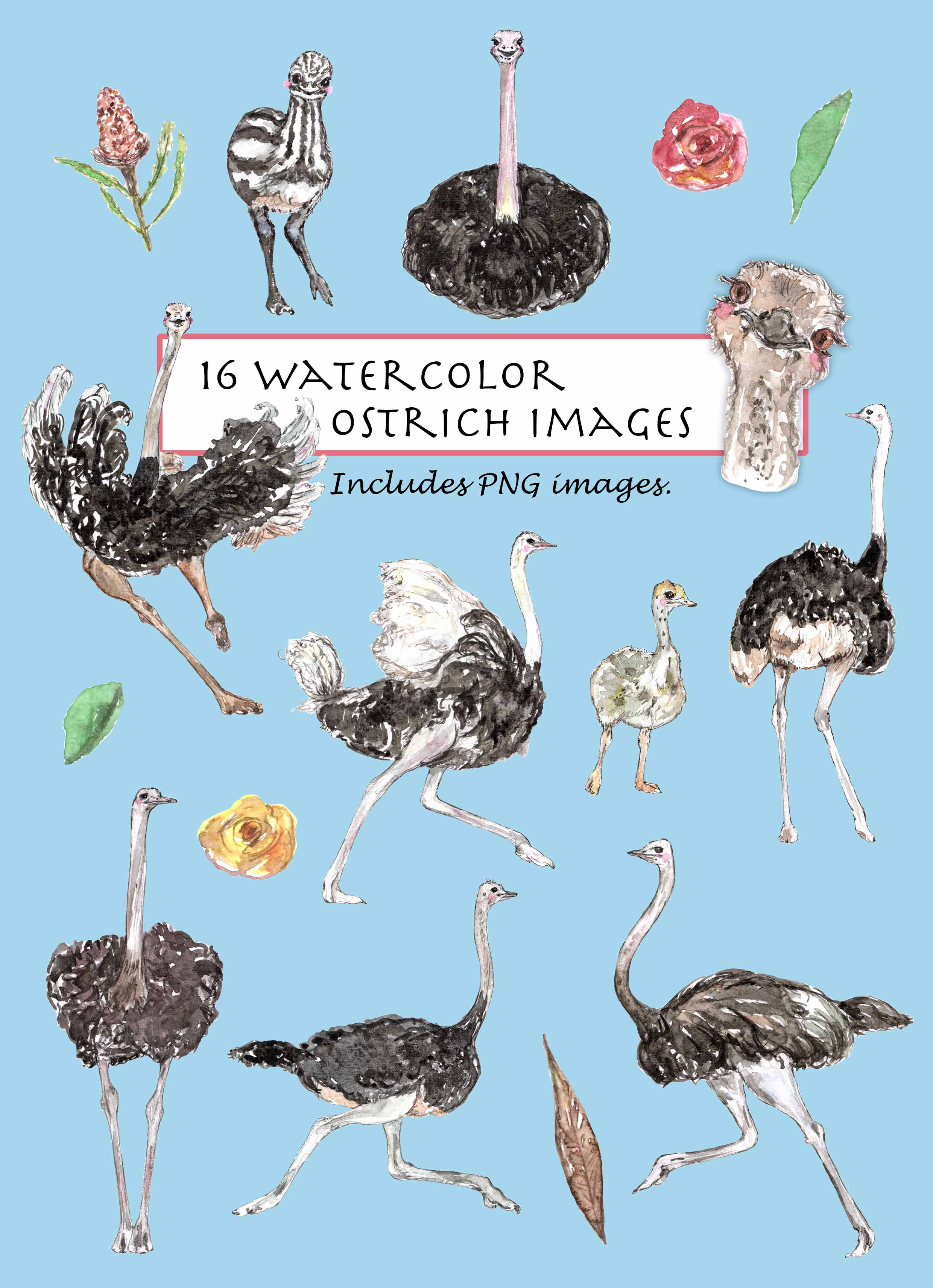 Watercolor Ostrich Clipart Set