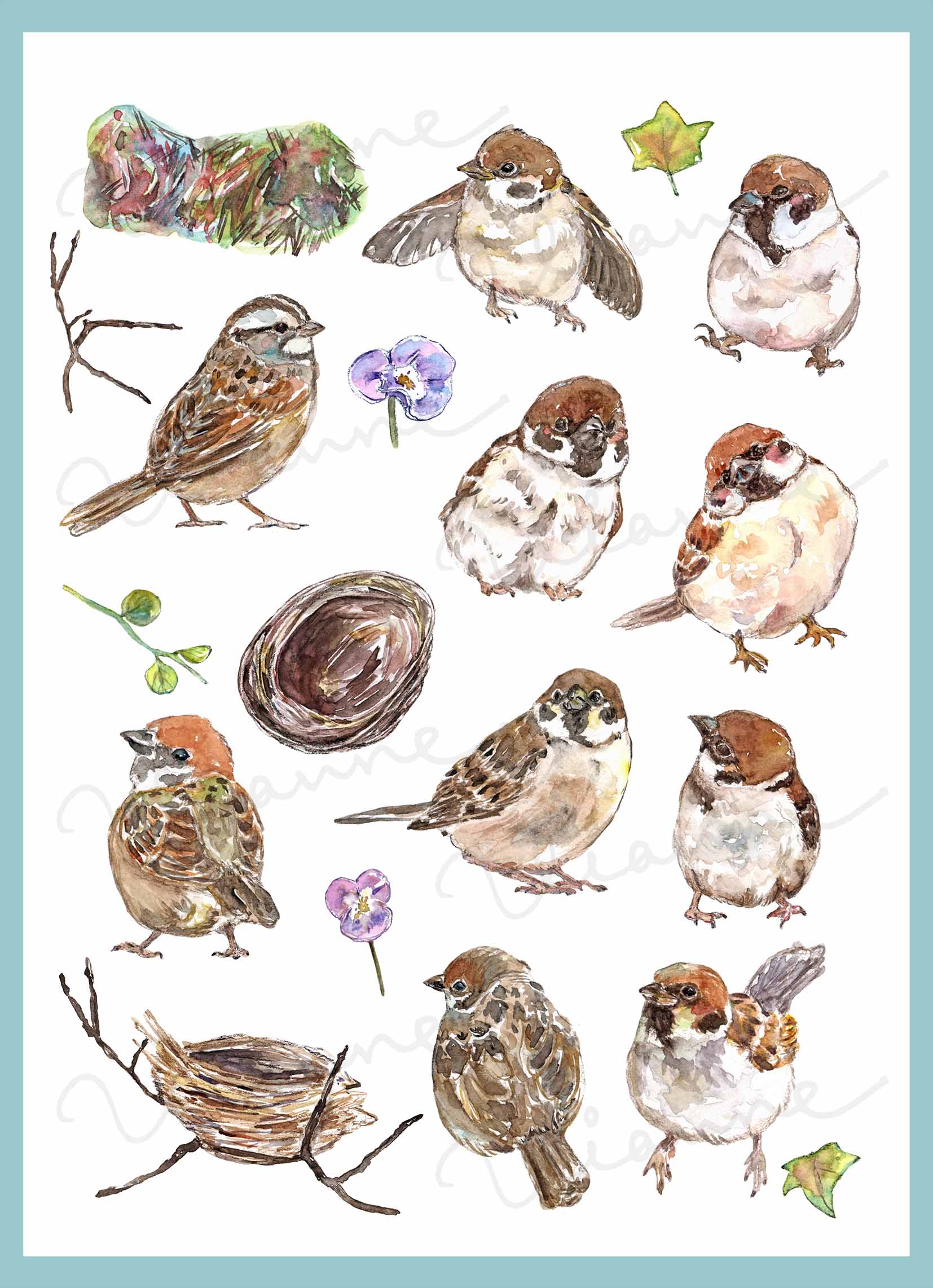 Sparrow Bird Clipart Set