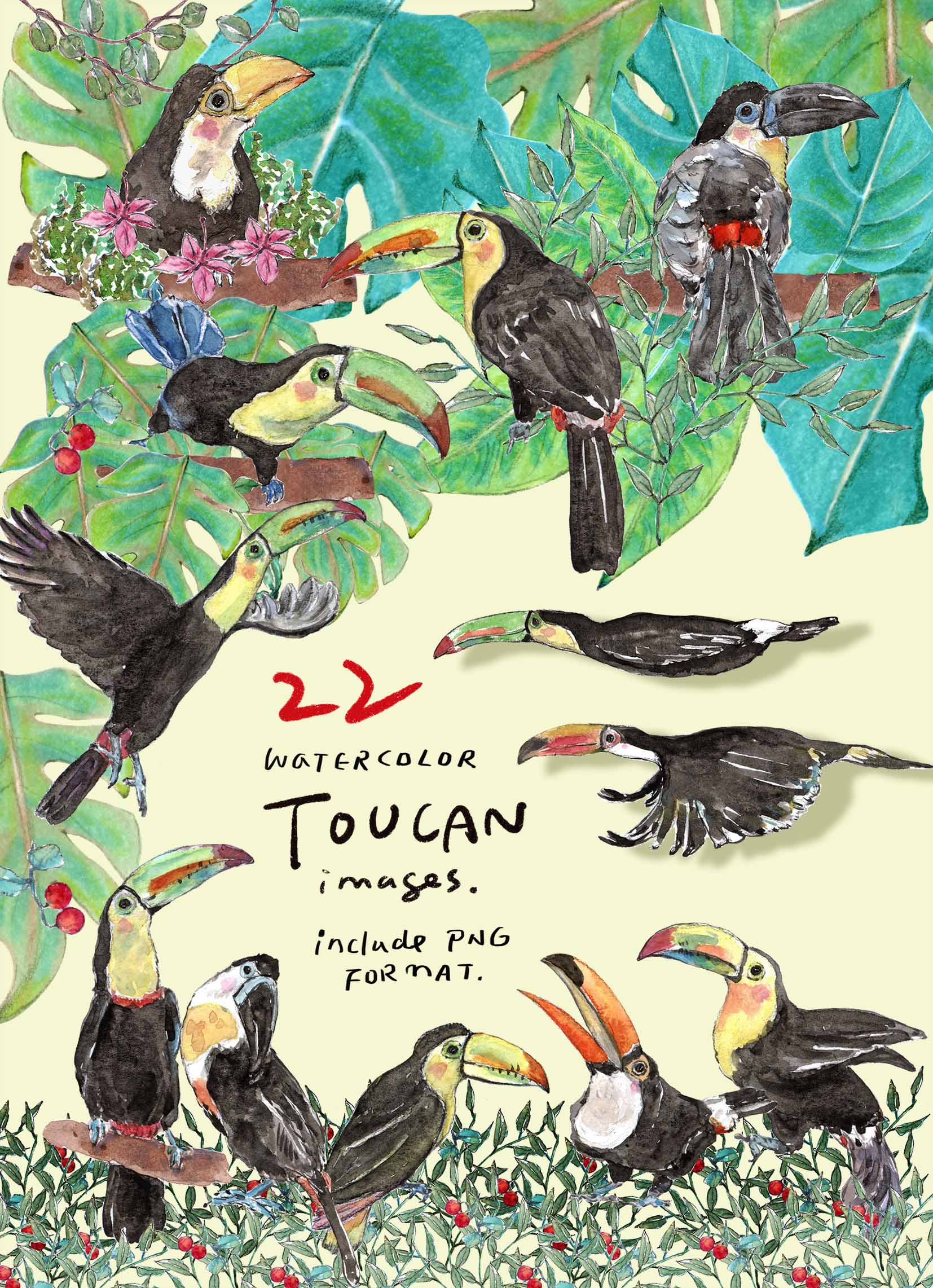 Toucan Bird Clipart Set
