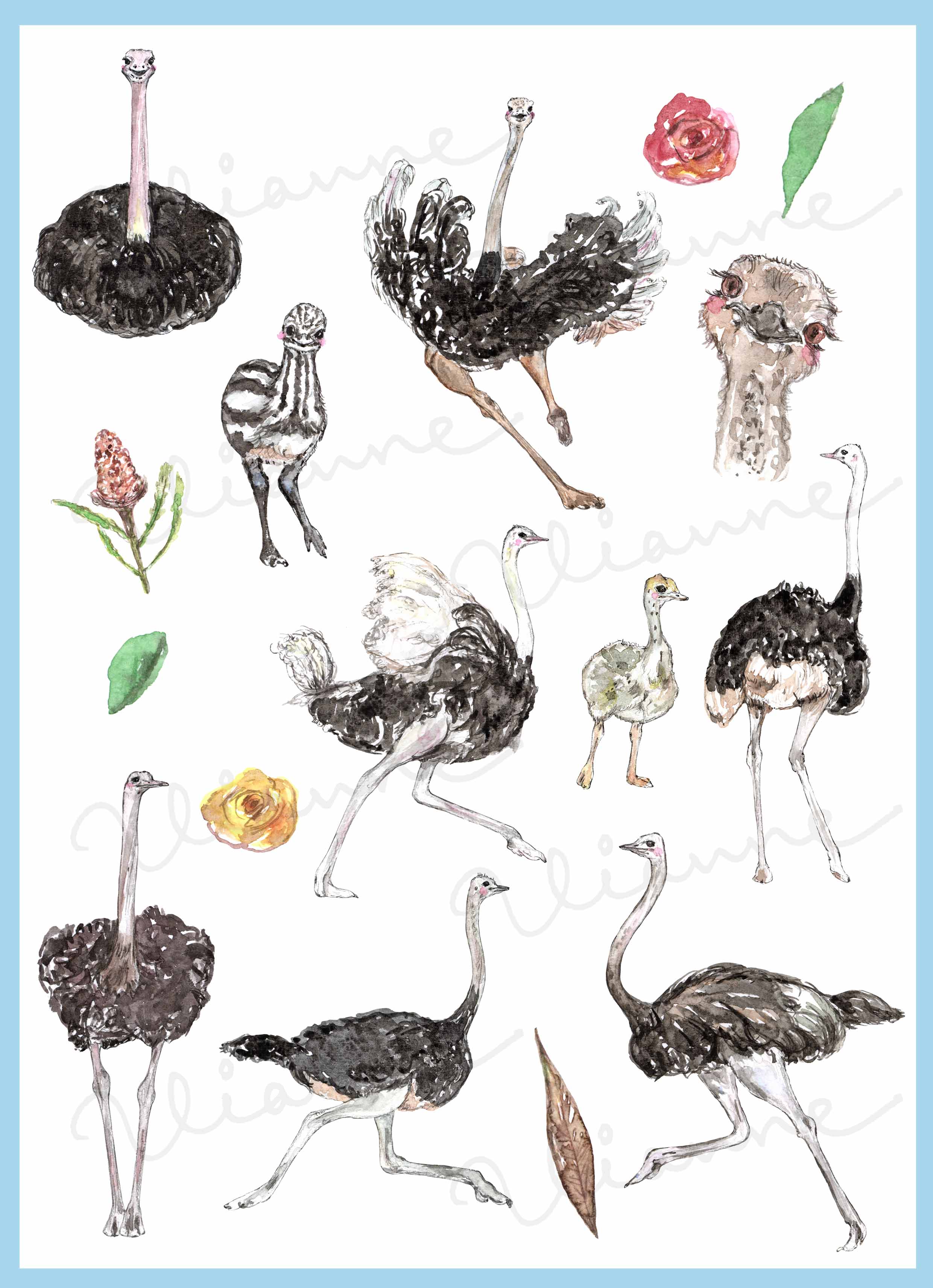 Watercolor Ostrich Clipart Set