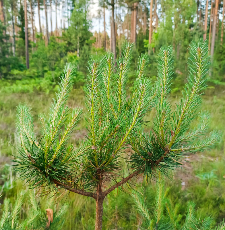 Natürliches Blütenwasser KiefernnadelnHydrolat. 100 ML.