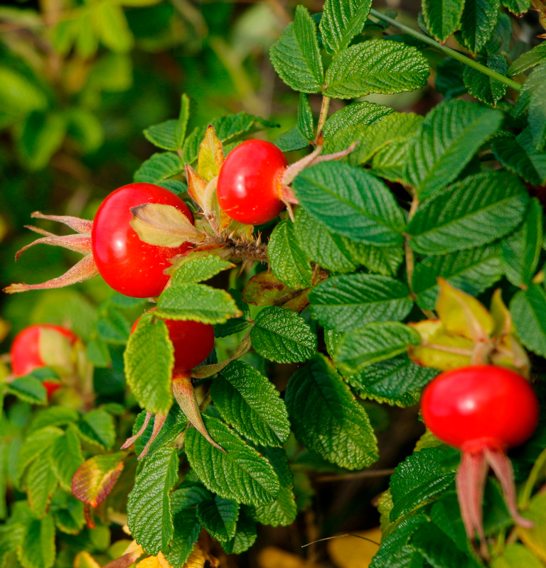 Natürliches Hagebuttenextract - Mazerat 60 ML