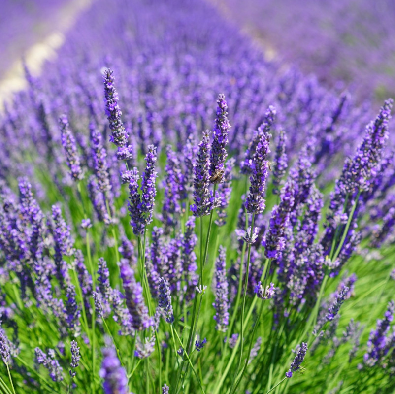Natürliches Lavendelblütenwasser – Hydrolat. 100 ML.