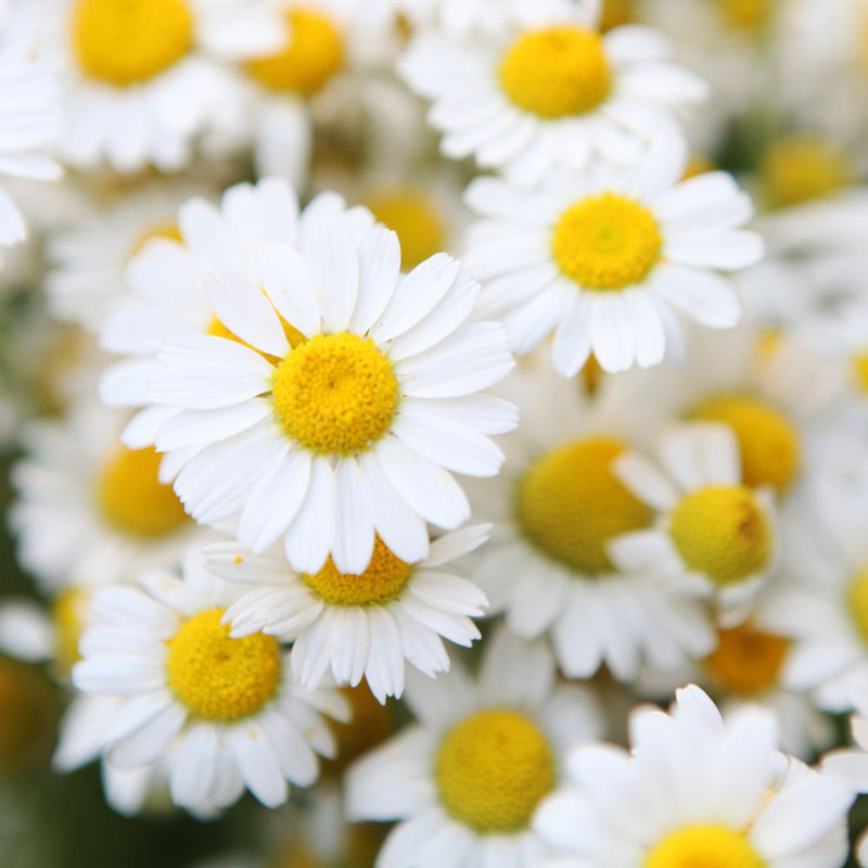 Natürliches Kamillenextract - Mazerat 60 ML