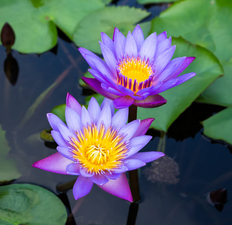 Blaue Lotusblüten-Wasser (Hydrolat) – 100 % Naturreines Blütenwasser