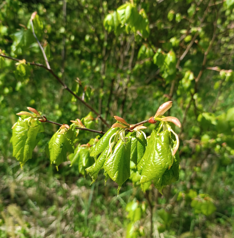 Natürliches Blütenwasser LindenblätterHydrolat. 100 ML.