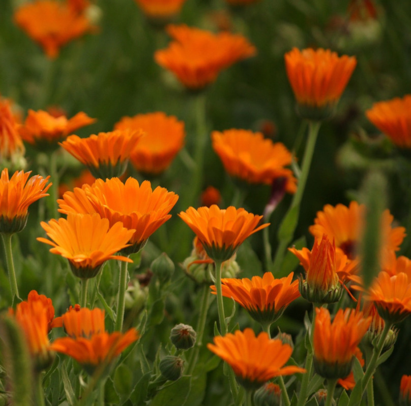 Natürliches Blütenwasser RingelblumeHydrolat. 100 ML.
