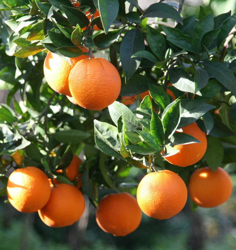 Natürliches Blütenwasser OrangeHydrolat. 100 ML.